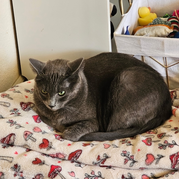 Meet your Poshers, William & Amy - Picture 6 of 7